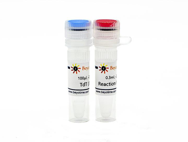 Terminal Deoxynucleotidyl Transferase (5U/μl)